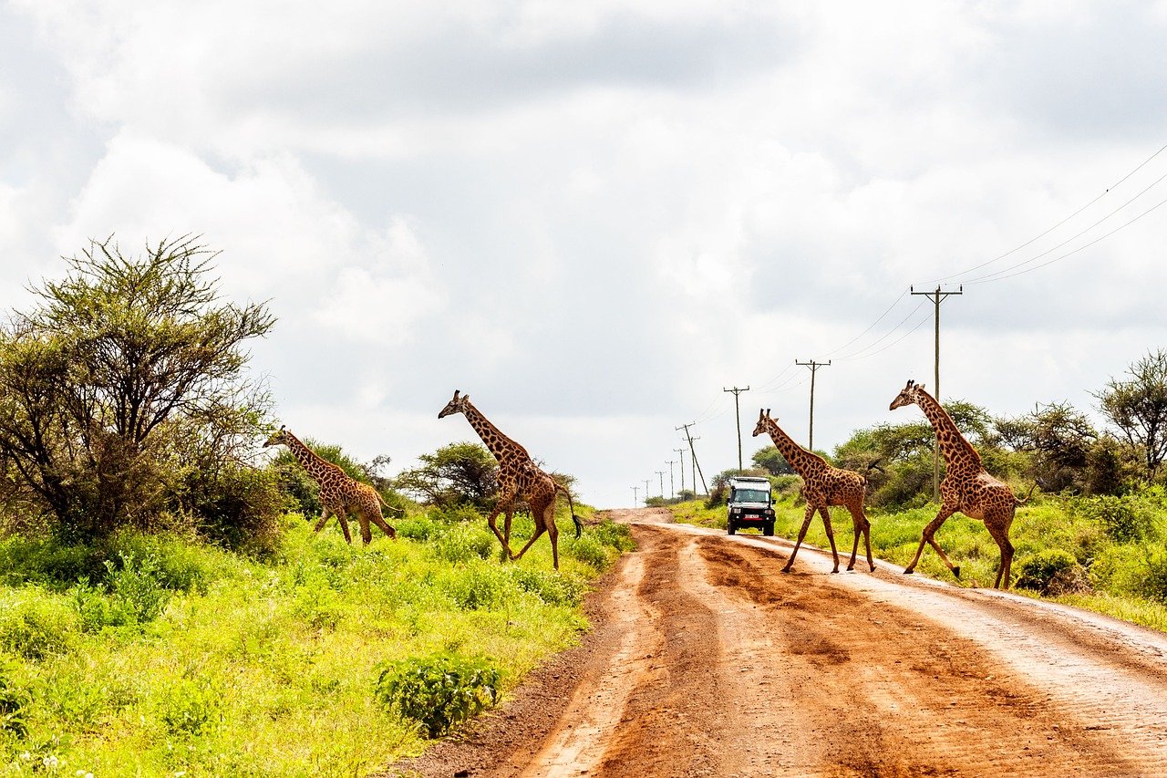 Read more about the article Embark on the Ultimate Safari Adventure in Kenya